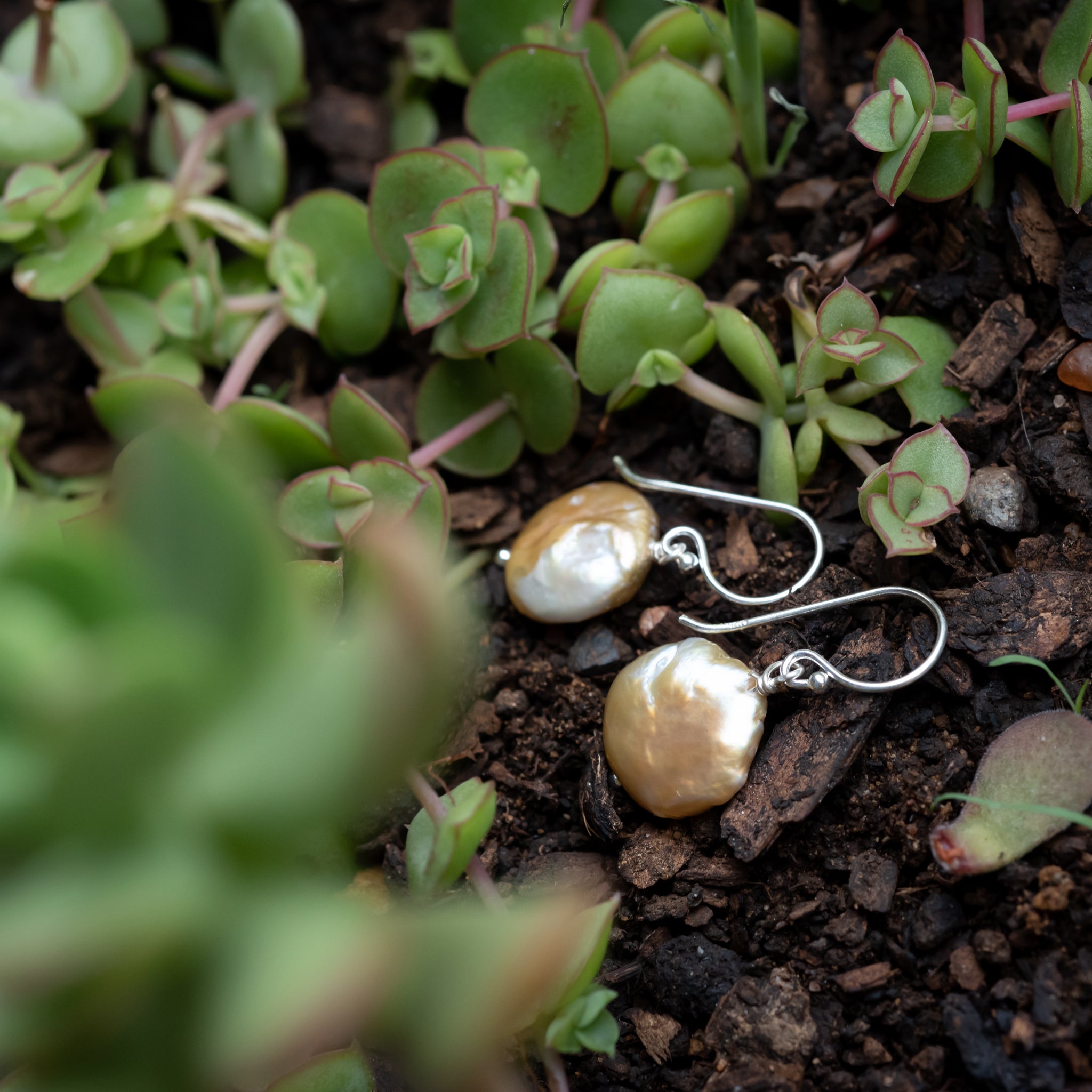 JEL010 - Sterling Silver Freshwater Pearl Hook Earrings